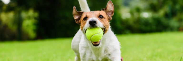 Dog Sports & Activities